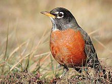 American Robin from wikipedia